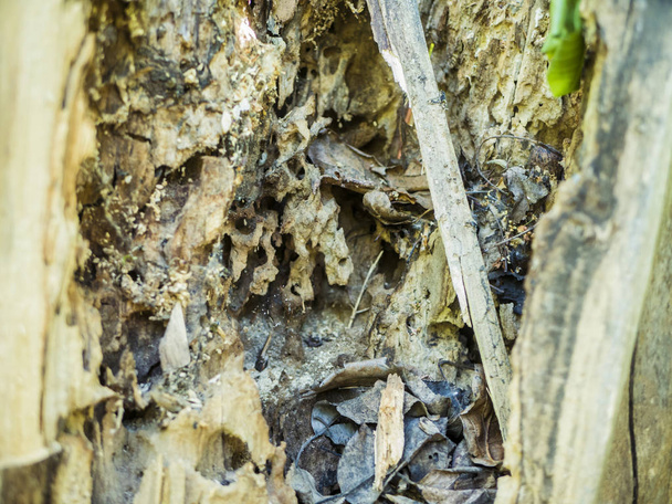 estructura de cerca de los comidos destruidos por escarabajos de corteza árbol
 - Foto, imagen