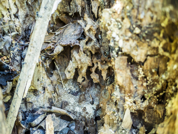estructura de cerca de los comidos destruidos por escarabajos de corteza árbol
 - Foto, Imagen