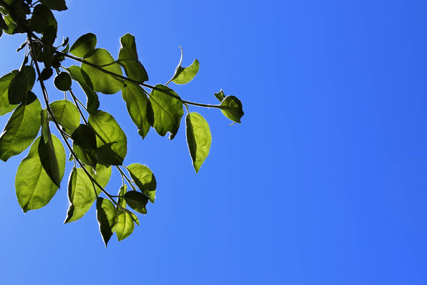 Branch Of A Tree Against The Blue Sky Background (en inglés). Rama con hojas verdes y cielo azul. Antecedentes
. - Foto, Imagen