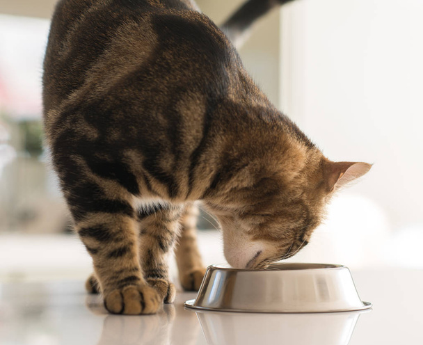 Beautiful feline cat eating on a metal bowl. Cute domestic animal. - Valokuva, kuva