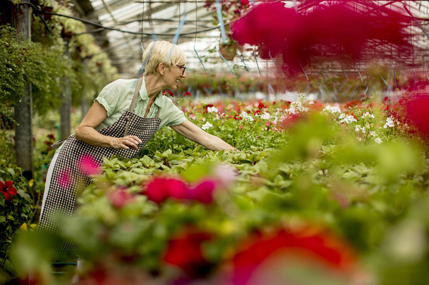Çiçek bahçesinde çalışan üst düzey kadın portresi - Fotoğraf, Görsel