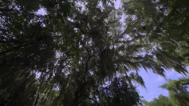 Na żywo dębów ociekające hiszpański moss, wiejskie drogi prowadzącej do Wormsloe Historic Site w pobliżu Savannah, Chatham, Savannah, Georgia, Usa, wrzesień 2016 - Materiał filmowy, wideo