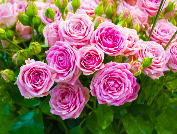 Цветочный фон из роз
 - Фото, изображение