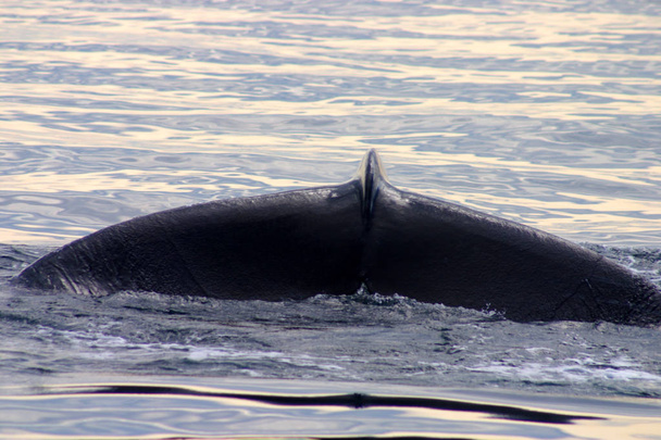 Ουραίου πτερυγίου μιας φάλαινας γκρι στον Ατλαντικό - Φωτογραφία, εικόνα