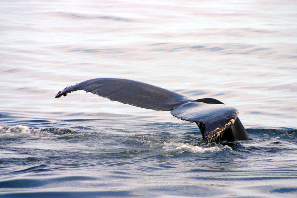 Хвостовой плавник серого кита в Атлантике
 - Фото, изображение