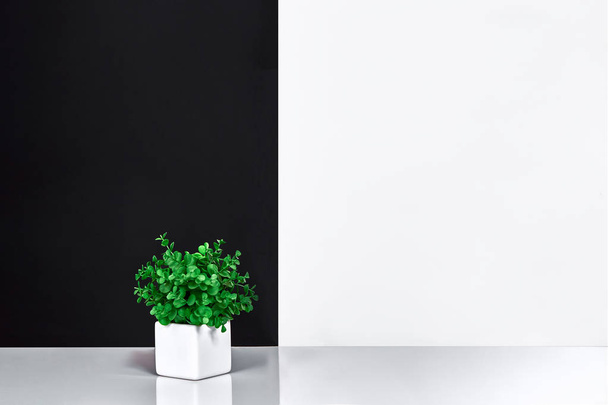 テーブル、黒と白の壁に屋内植物 - 写真・画像