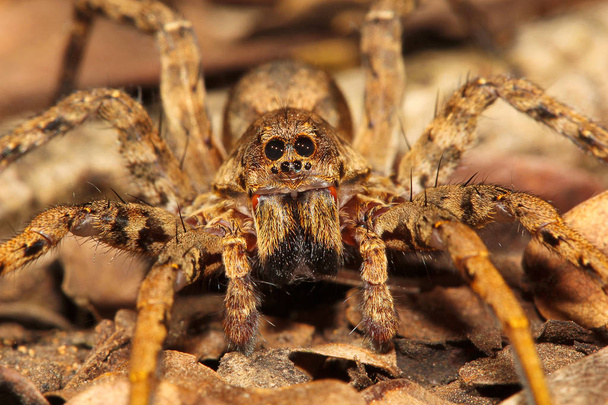 Kurt örümcek, Lycosa sp, Lycosidae, Aarey süt koloni Mumbai Hindistan - Fotoğraf, Görsel