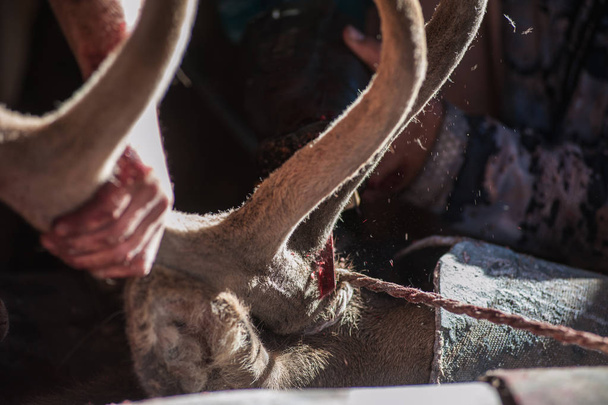 Dělení parohy altajské jelen maral - Fotografie, Obrázek