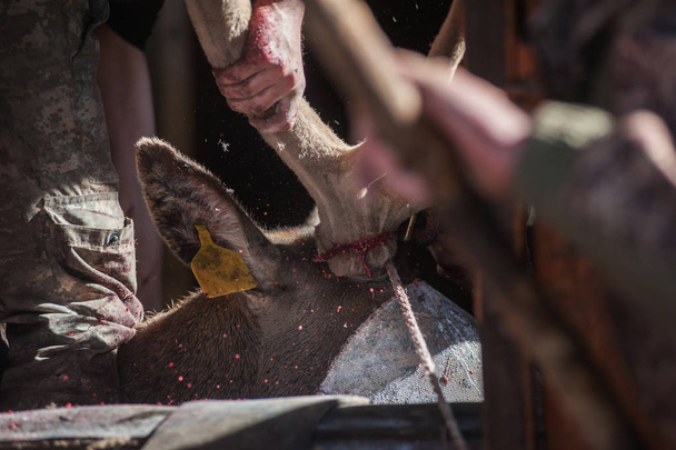 Maral アルタイの鹿の角を切る - 写真・画像