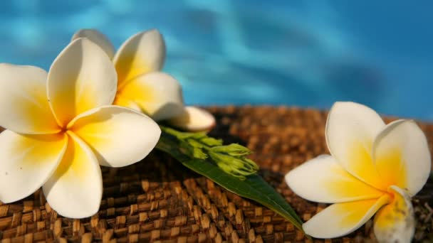 Plumeria branca fresca de frangipani flores exóticas tropicais sobre a água azul da piscina
 - Filmagem, Vídeo