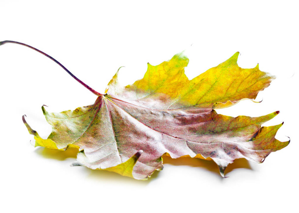 bright maple leaf close up on a white background - Fotografie, Obrázek