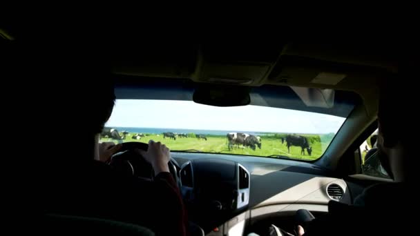 Widok z tylnym siedzeniu samochodu - kierowcy i pasażera na przednim siedzeniu pastwiska krów oknem - Materiał filmowy, wideo