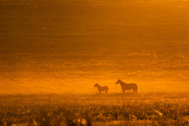 Wildpferde in Wildtieren am goldenen Sonnenuntergang. - Foto, Bild