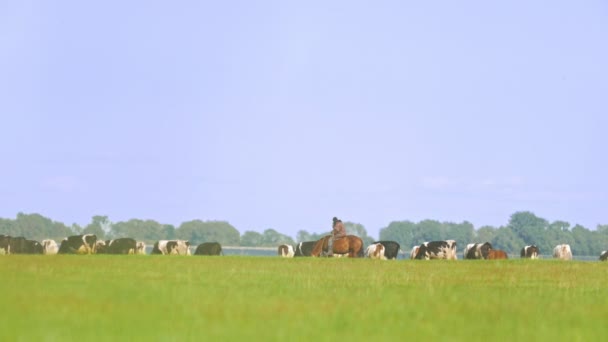 Paimen hevosen selässä lehmien niityllä.
 - Materiaali, video