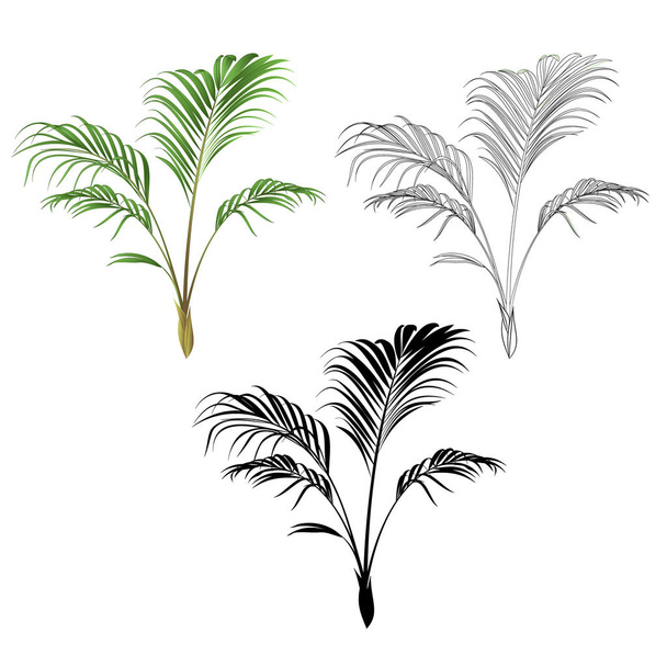 Palm dekorasyon ev tesisi tropikal bitki doğal ve anahat ve siluet vintage vektör çizim düzenlenebilir elle çizilmiş  - Vektör, Görsel