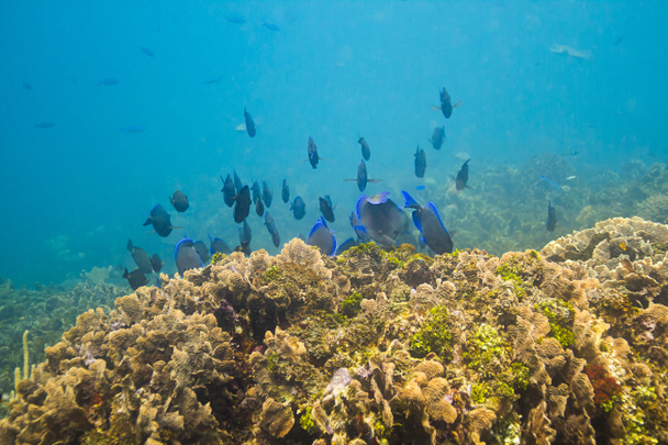 School of blue tan swimming aways in a reef - Photo, Image