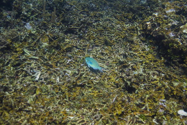 Perroquet à queue rouge nageant au-dessus de coraux morts
 - Photo, image