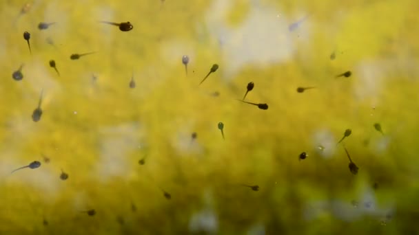 tadpoles swim and diving in pool on garden - Footage, Video