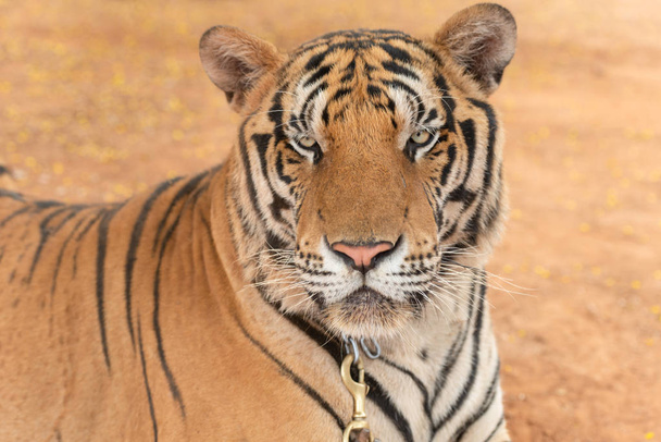 Royal Tiger tendido encadenado en el escenario por la seguridad de los turistas en el zoológico abierto
. - Foto, Imagen