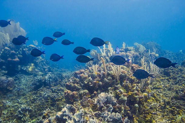 Escola de acanthurus coeruleus em um recife
 - Foto, Imagem