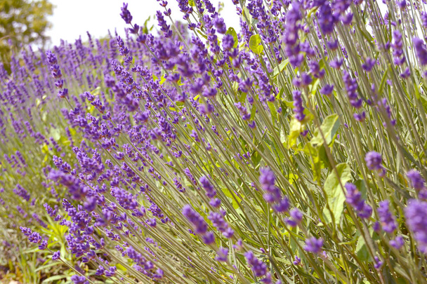 Lavender bushes closeup on sunset. Purple flowers of lavender close up. Provence Ontario, Canada, Prince Edward Country. - Foto, immagini