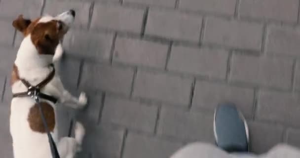Właściciel spacery pies na smyczy w mieście Pov - Materiał filmowy, wideo