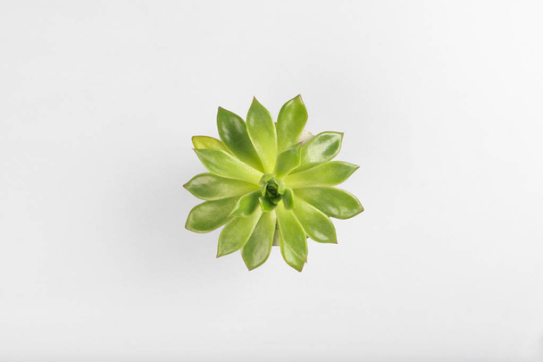 Beautiful pattern of green succulent isolated on gray background. Flat lay, top view. - 写真・画像