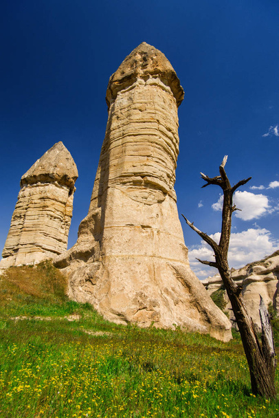 The dried tree on the background of the sandstone formations in Cappadocia, Turkey. A view of the Love valley. - Photo, Image