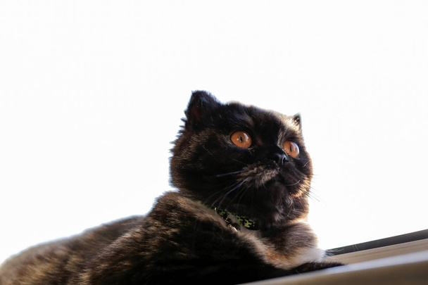 Дуже краси кошеня шотландський складіть кіт в будинку. - Фото, зображення