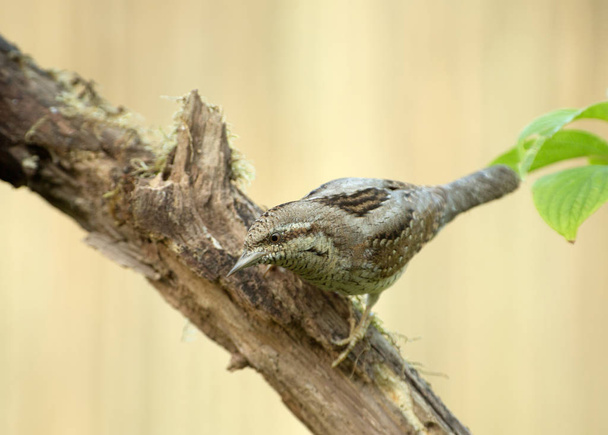 Wryneck (Jynx torquilla) en la primavera, sentado en una rama y mirando curiosamente hacia abajo. Mañana de mayo. Polonia en la primavera.Vista horizontal
. - Foto, imagen