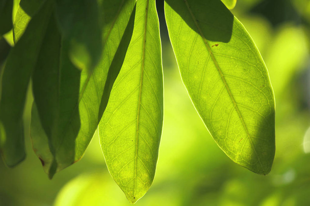 Sunlight shines through green leaves. - Photo, Image