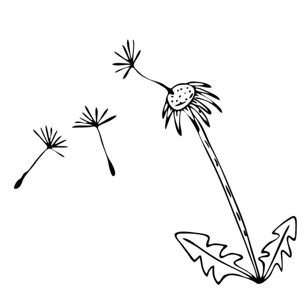Sketch vector graphics with floral pattern for design. Flower dandelion natural design. - Vector, Image