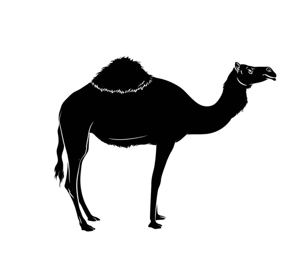 Camel Silhouette Vector Illustration - Vetor, Imagem
