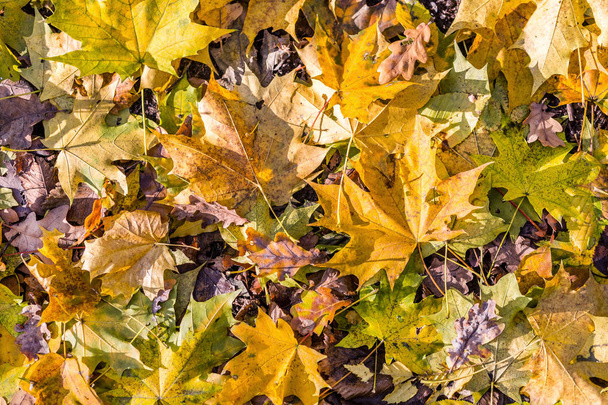 Herbsthintergrund. trockenes orangefarbenes Laub in flachen Tönen. Umgestürzte Blätter im Wald unter den Füßen. Herbst trübes Tonmuster. - Foto, Bild