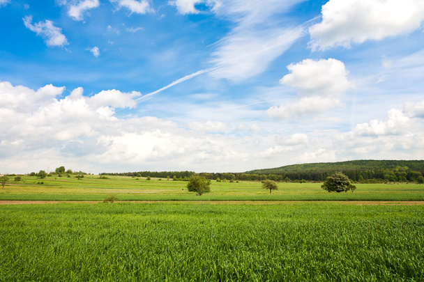 gebied van tarwe en perfect blauwe hemel - Foto, afbeelding