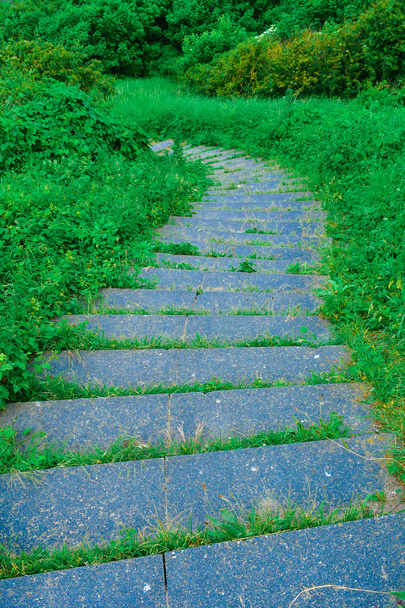 escaleras en un bosque verde
 - Foto, imagen