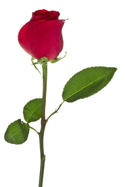 egy virágzó Rózsa-bud - Fotó, kép