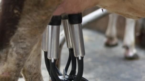 Melkmachine melken zwart-wit koe in de stal op boerderij - Video