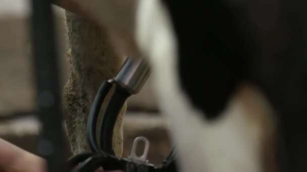 Mujer blanca rubia campesina en ropa azul une vaca negra y blanca a la máquina de ordeño moderna de acero en puesto blanco en la granja moderna. De cerca.
 - Metraje, vídeo