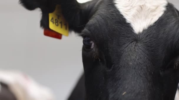 Αγελάδα παραμένει μπροστά από την κάμερα, αναβοσβήνει και sniffs φακό - Πλάνα, βίντεο