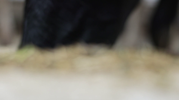 Fekete tehenek száját lassított kamera előtt halad - Felvétel, videó