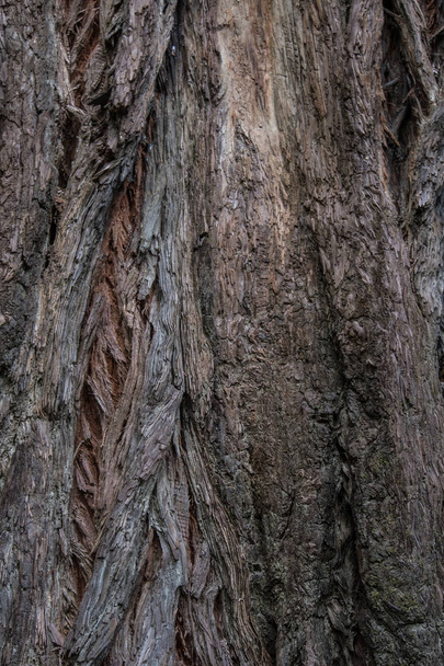 Rough Redwood Bark Vertical Background Image - Foto, Bild