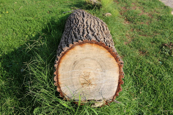 tekstury i struktura drewna i produktów z drewna  - Zdjęcie, obraz