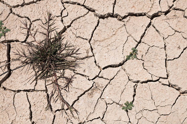 Crack dry ground drought texture background. - Photo, Image