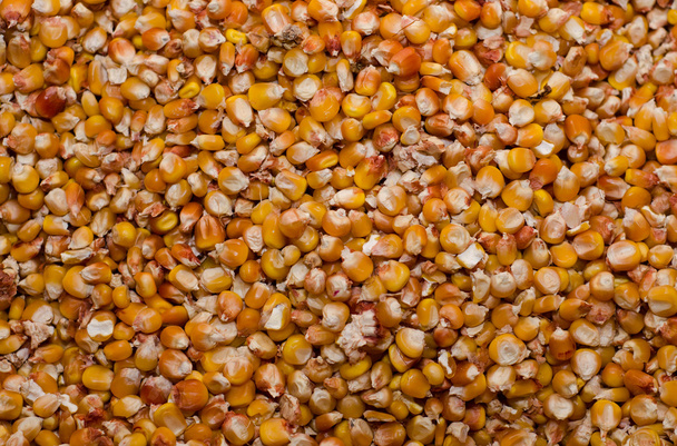 Corn - Photo, Image