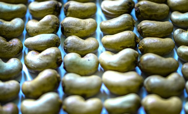Сырые орехи кешью боевые нетронутыми после сбора урожая, это более питательные зерна и ненасыщенные жиры полезны для здоровья человека
 - Фото, изображение