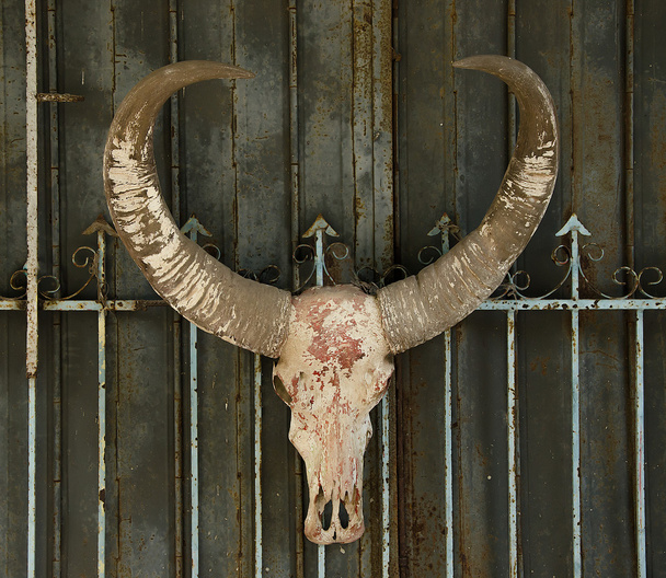 Old buffalo skull - Photo, Image