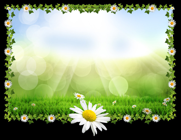 Easter spring daisy post card - Foto, Imagem