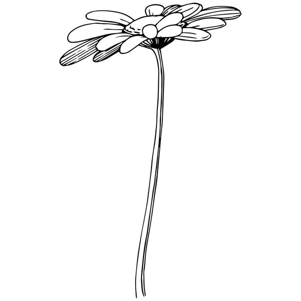 Daisy izole bir vektör tarzı. Bitki tam adı: Daisy. Arka plan, doku, sarıcı desen, çerçeve veya kenarlık için vektör çiçek. - Vektör, Görsel