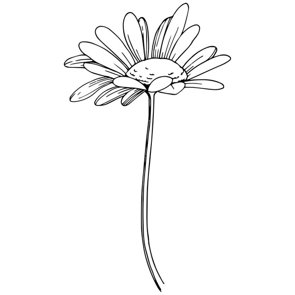 分離ベクトル スタイルでデイジー。植物の完全な名前: デイジー。背景、テクスチャ、ラッパー パターン、枠や図面枠のベクターの花. - ベクター画像